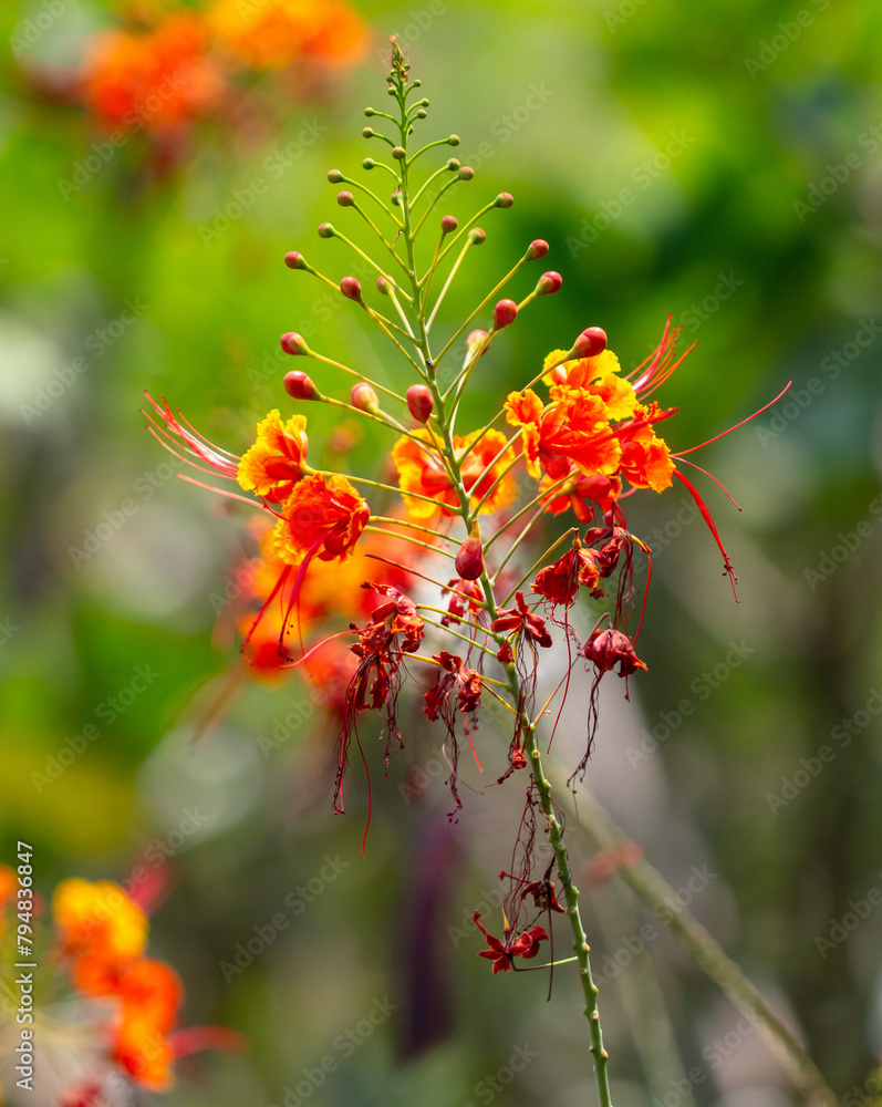 Red flowers on a tree. Nature in the tropics Red flowers on a tree. Nature in the tropics