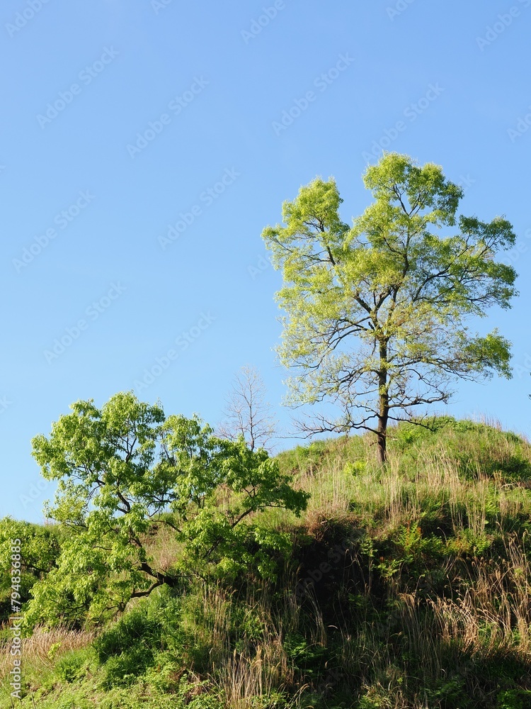 Obraz premium 新緑