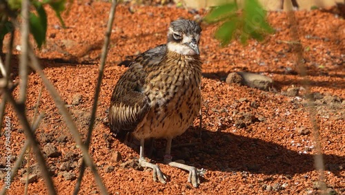 A Bush thick-knee bird relaxing on the ground on a sunny day	
 photo