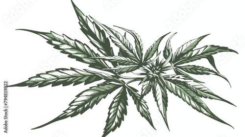 Cannabis plant with leaf. Marijuana or hemp branch 