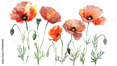 Watercolor painting red poppy flowers. Creative floral