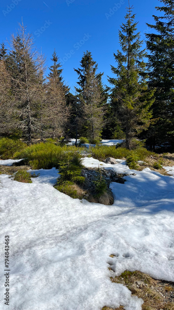 Spring melting snow in the mountains on sunny meadows. Scenery Spring melting snow in the mountains on sunny meadows. Scenery
