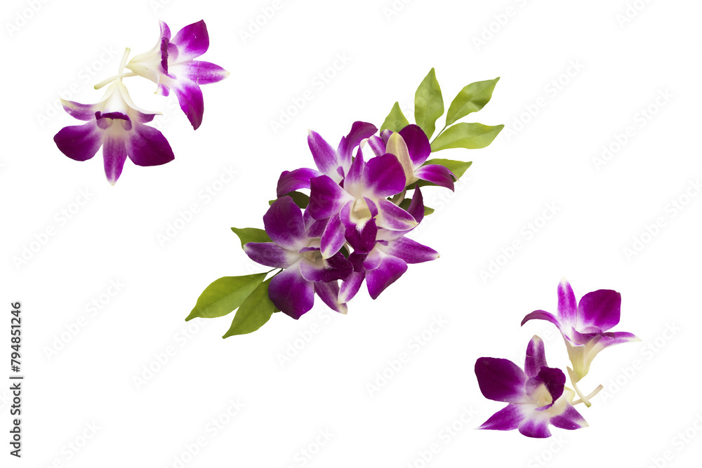 Fototapeta premium purple flowers orchids local flora arrangement flat lay postcard style