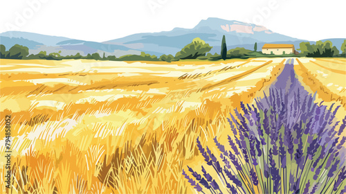 Yellow wheat field and lavender field in Valensole  photo