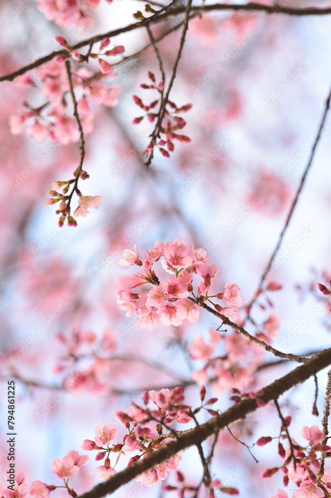 Phaya suae flower or sakura flower in Thailand Phaya suae flower or sakura flower in Thailand