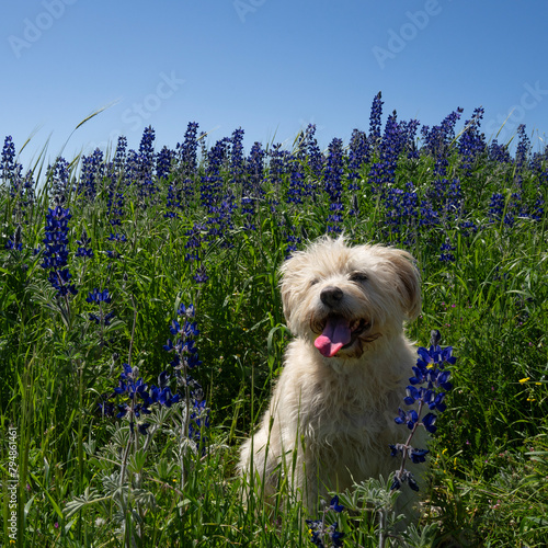 A Dog in a Field of Blue Lupines