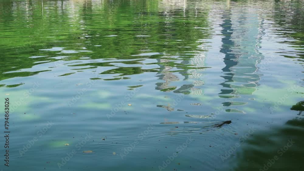 Reflection of buildings on a lake in Lumpini park in Bangkok, Thailand with monitor lizard swimming Reflection of buildings on a lake in Lumpini park in Bangkok, Thailand with monitor lizard swimming
