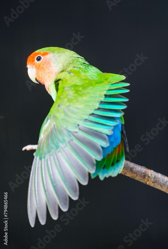 Portrait of a Fischer's lovebird against a black background. Agapornis fischeri. Small colorful parrot. . 