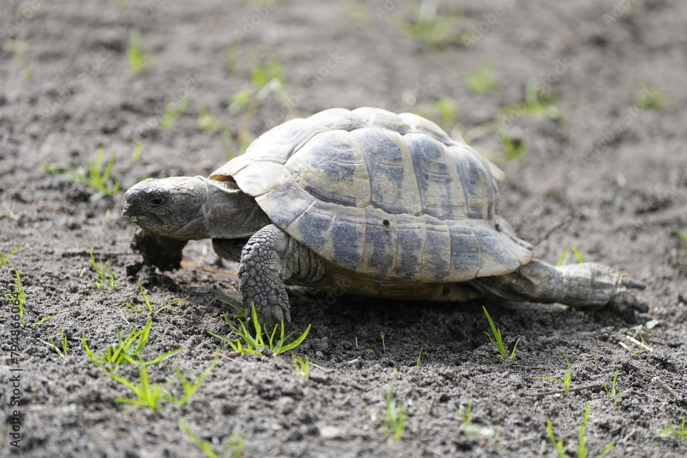Portrait of a turtle on a barren ground.
Portrait of a turtle on a barren ground.