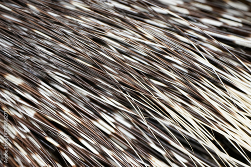 Bristles of a porcupine in close-up. Hystricidae.