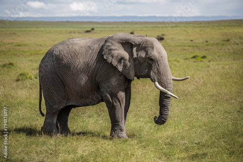 elephant in ground