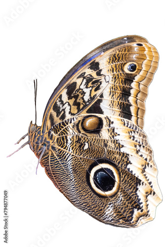 A stunning Morpho butterfly reveals the intricate patterns and eye spot on its wings, showcasing natures beauty with its wings partially spread. Isolated on white background