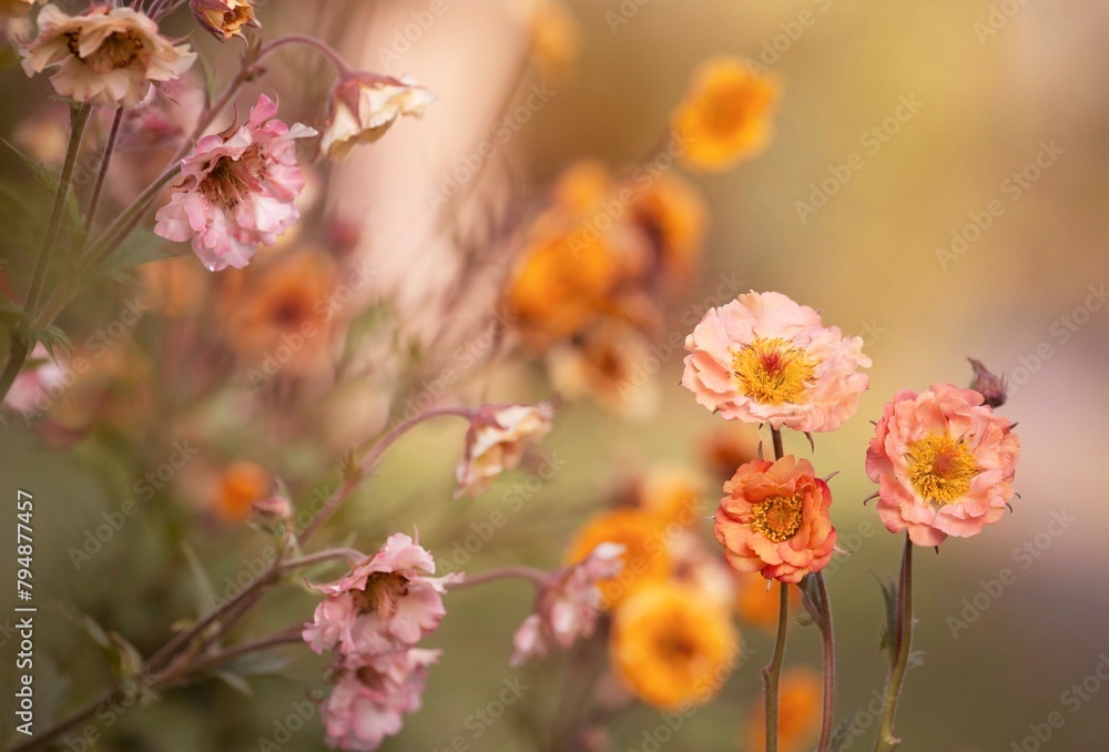 Wiosenne kwiaty - Kukliki.