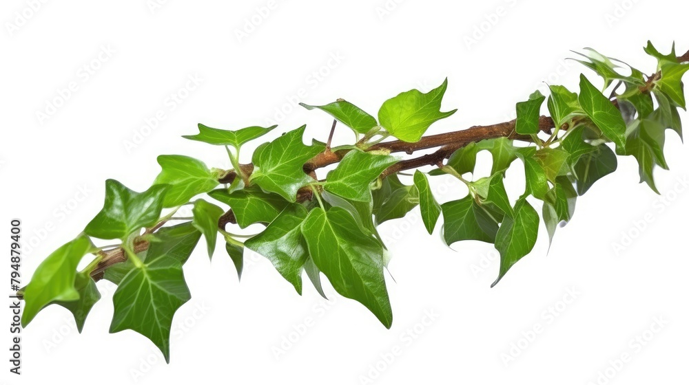 Climbing plants creepers isolated on white background. Climbing plants creepers isolated on white background.
