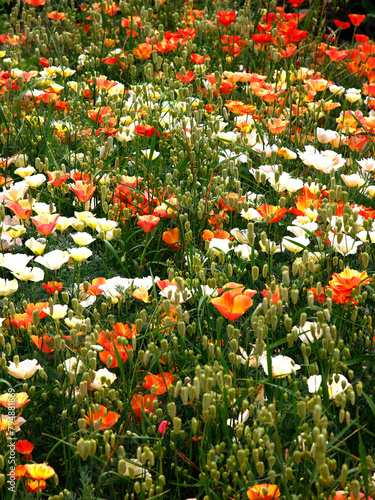 Closeup of a field of annual sown eschscholzia californica and ornamental briza grass.