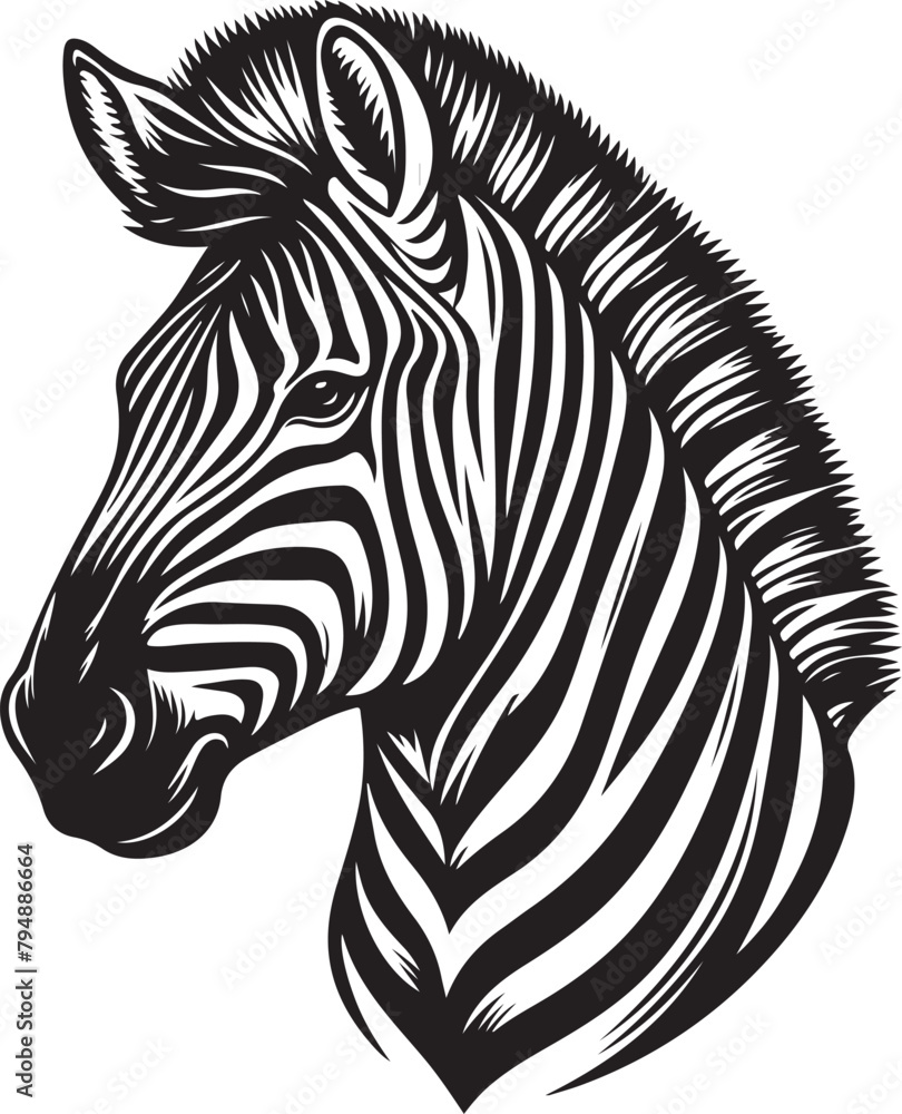 zebra illustration zebra illustration