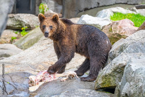 A young bear stands on a rocky terrain delicately feeding on fresh meat, indicating a successful hunt or scavenging event in a natural setting.