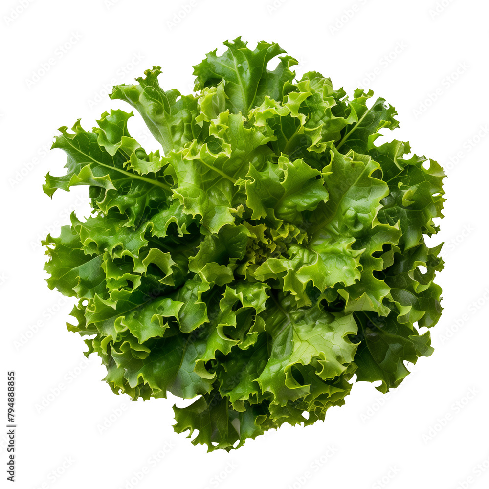 Obraz premium isolated fresh green lettuce leaves. Lettuce salad, top view