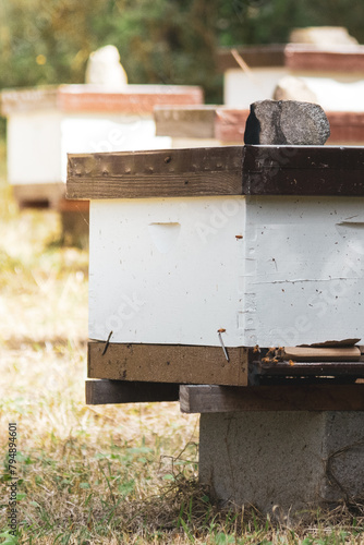photography of bee honey entrepreneurship in the field