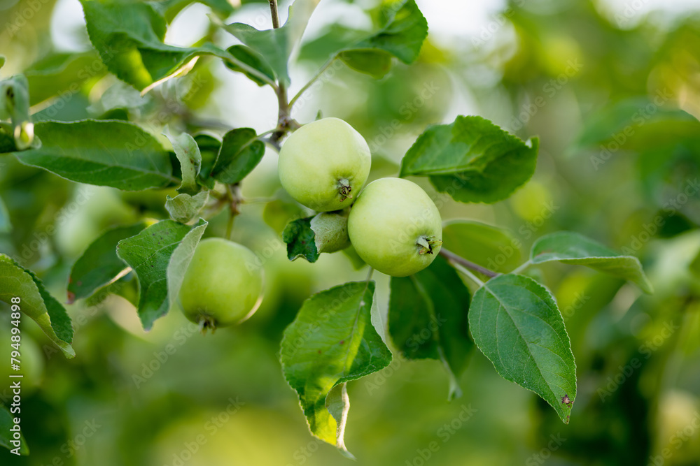 Ripening apples on apple tree branch on warm summer day. Harvesting ripe fruits in an apple orchard. Growing own fruits and vegetables in a homestead.