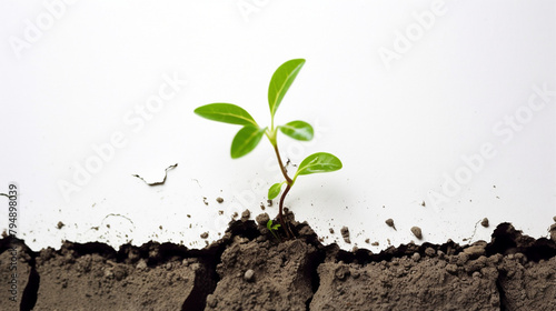 plant growing from soil