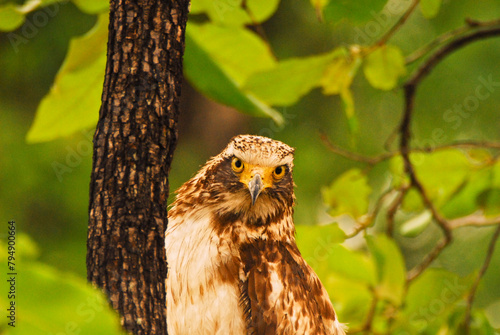 Hawk staring into the camera in the forest, Kanha national park, India.