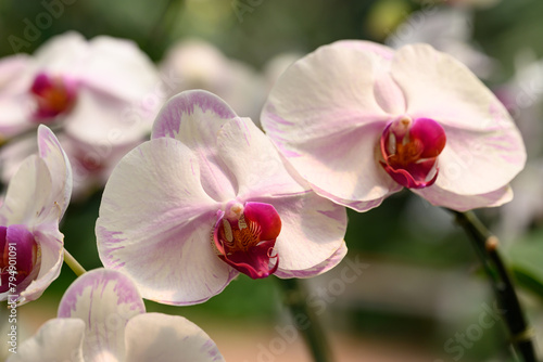 Beautiful pink white Phalaenopsis orchid flower blossom in Thailand