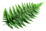Lush green fern leaves with detailed texture isolated on transparent background