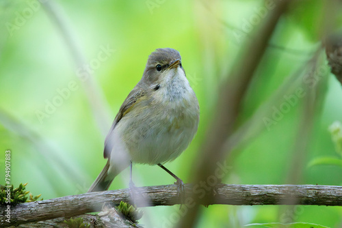 common chiffchaff hiding into the bushes