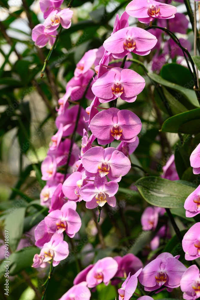 Beautiful pink Phalaenopsis orchid flower blossom in Thailand Beautiful pink Phalaenopsis orchid flower blossom in Thailand