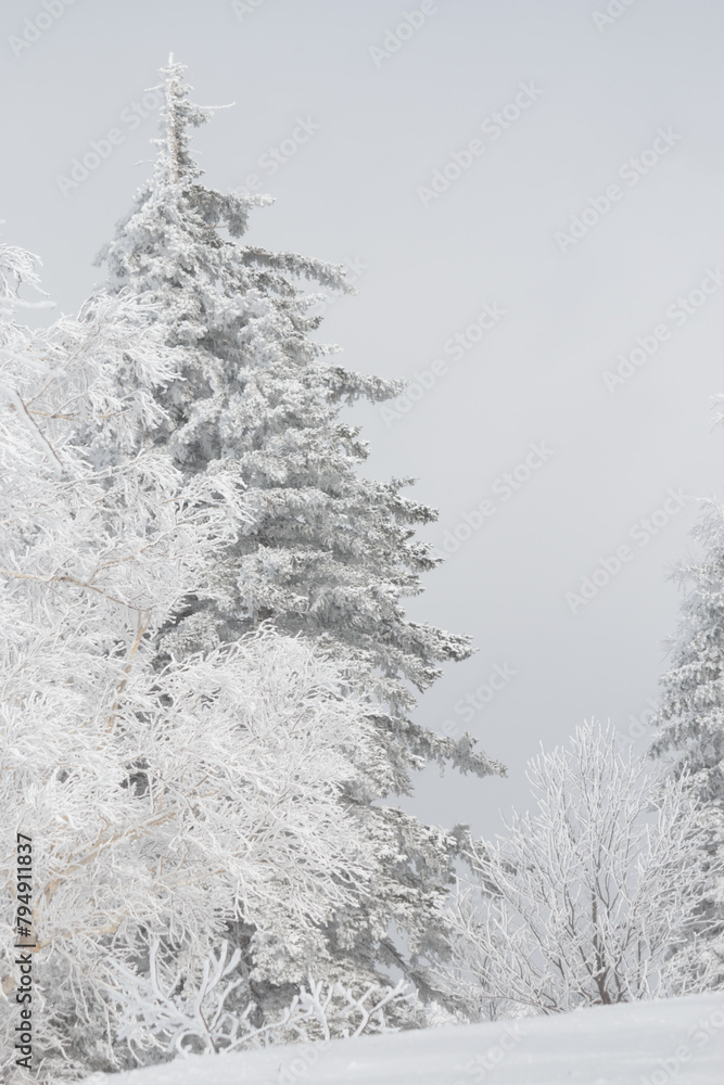 Tall bright white snow covered trees on a mountain