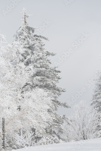Tall bright white snow covered trees on a mountain