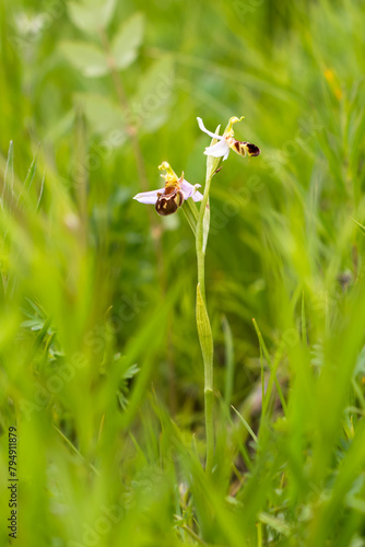 Bee orchid blooming in June in the green grass meadow and moving in the gentle wind in the South Moravia in Czech republic