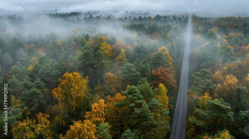 Tropical forest in fog - bird s eye view. Forest background with road. Advertising banner with trees  pattern.