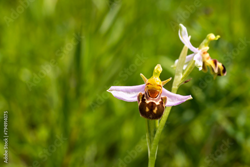 Detail of the bloom of the bee orchid blooming in June in the green grass meadow and moving in the gentle wind in the South Moravia in Czech republic