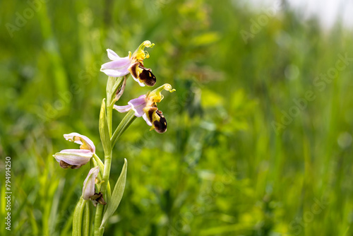 Detail of the unique bloom of the bee orchid blooming in June in the green grass meadow and moving in the gentle wind in the South Moravia in Czech republic