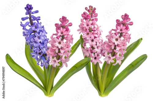 Assortment of colorful hyacinth flowers isolated on transparent background