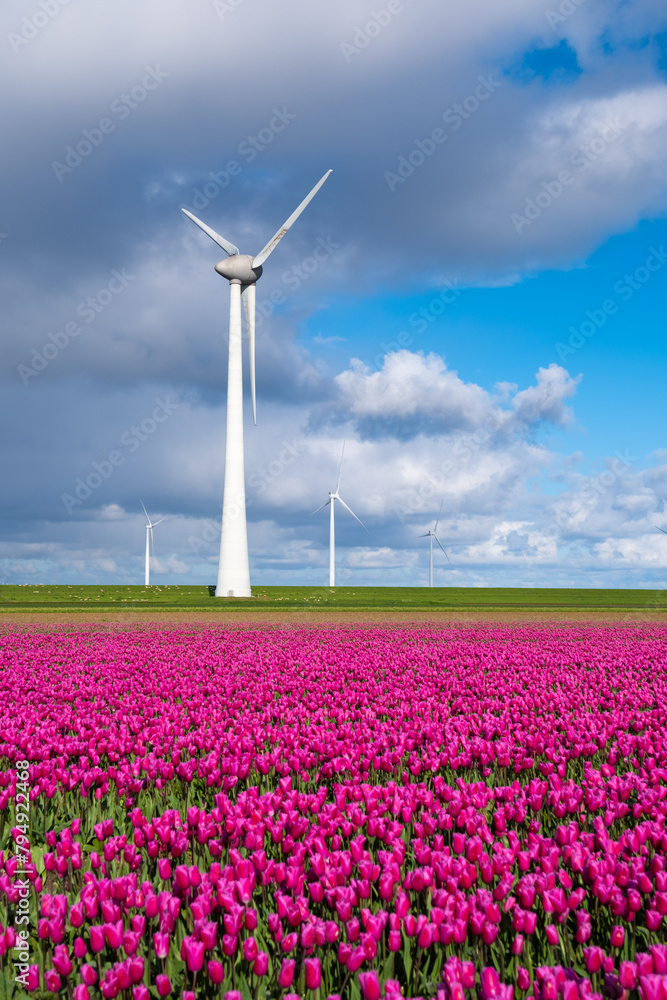 A picturesque scene of a windmill standing tall in the background, surrounded by a field filled with vibrant purple tulips swaying in the breeze of spring
