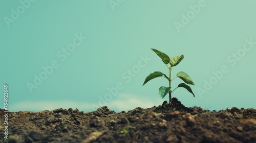 plant coming into the ground against a blue background