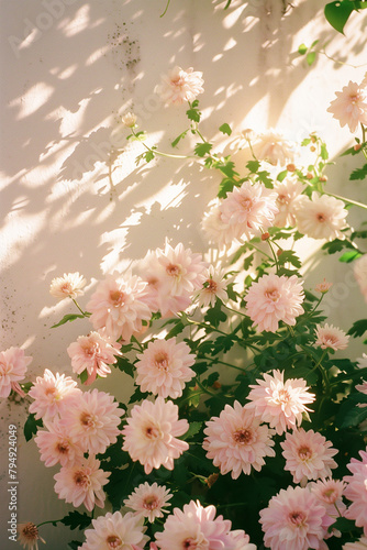 flower, nature, blossom, flowers, plant, white, spring, bloom, beauty, pink, floral, tree, flora, garden, summer, leaf, petal, bouquet, blooming, beautiful, texture, daisy, color, colorful, chrysanthe photo