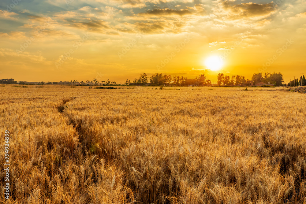 Ripe wheat fields natural landscape at sunset. farm harvest season.