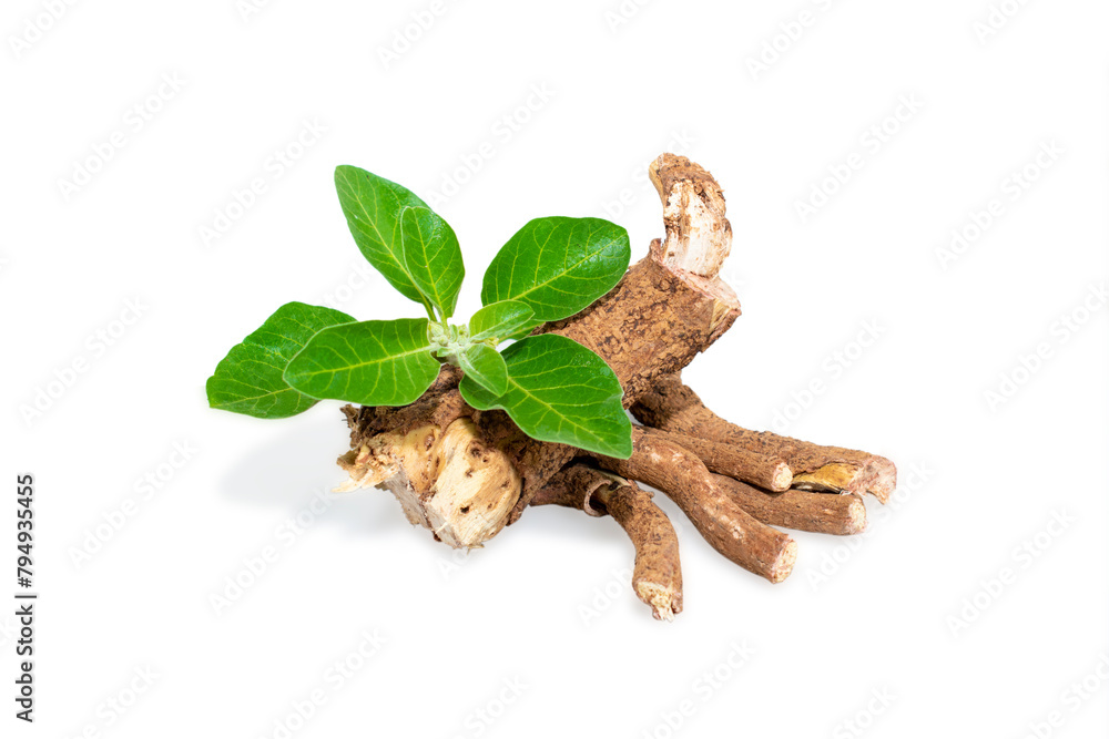 withania somnifera ( Ashwagandha) dried root, green leaves herbal plants. withania somnifera isolated on white background withania somnifera ( Ashwagandha) dried root, green leaves herbal plants. withania somnifera isolated on white background