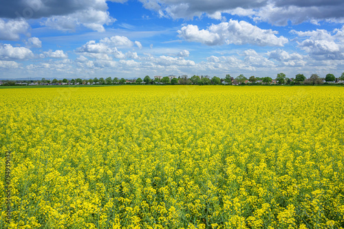 agricultural rapeseed field under a cloudy summer sky