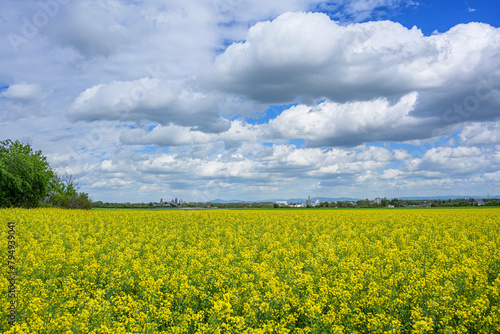 agricultural rapeseed field under a cloudy summer sky (ID: 794939041)