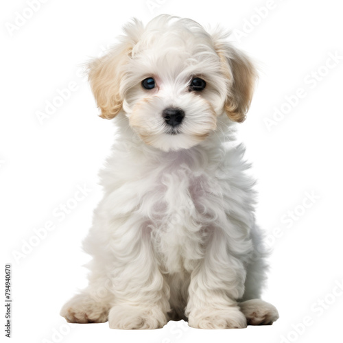 cute little dog isolated on white photo