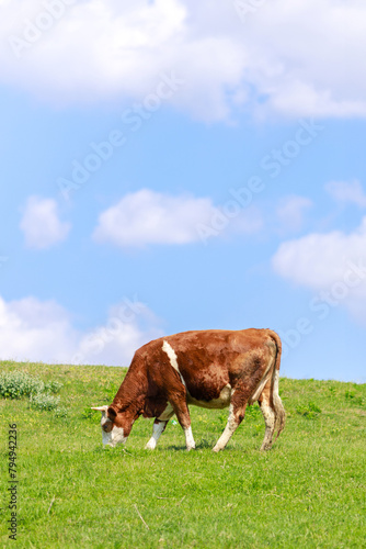 Milk cow grazing freely on green grass pasture, blue sky in the background, organic milk, copy space.