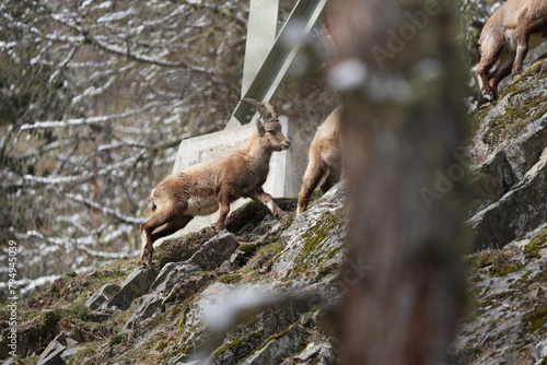 herd of steinbock capricorns grazing in Pontresina, Graubuenden, during summer. Ibex herd.