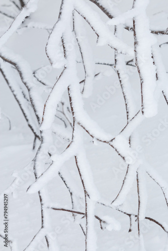 close up of snow covered tree branches