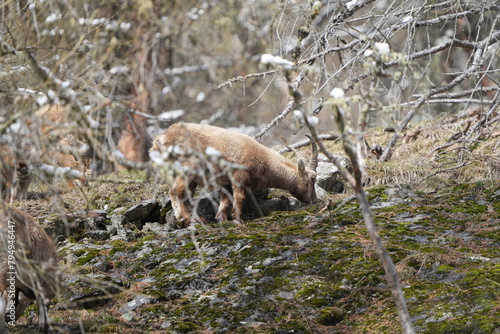 herd of steinbock capricorns grazing in Pontresina, Graubuenden, during summer. Ibex herd.