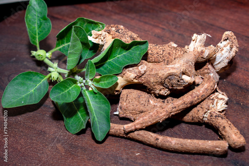withania somnifera ( Ashwagandha) dried root, green leaves herbal plants. withania somnifera in wooden background